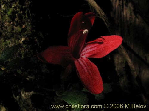 Фотография Asteranthera ovata (Estrellita). Щелкните, чтобы увеличить вырез.